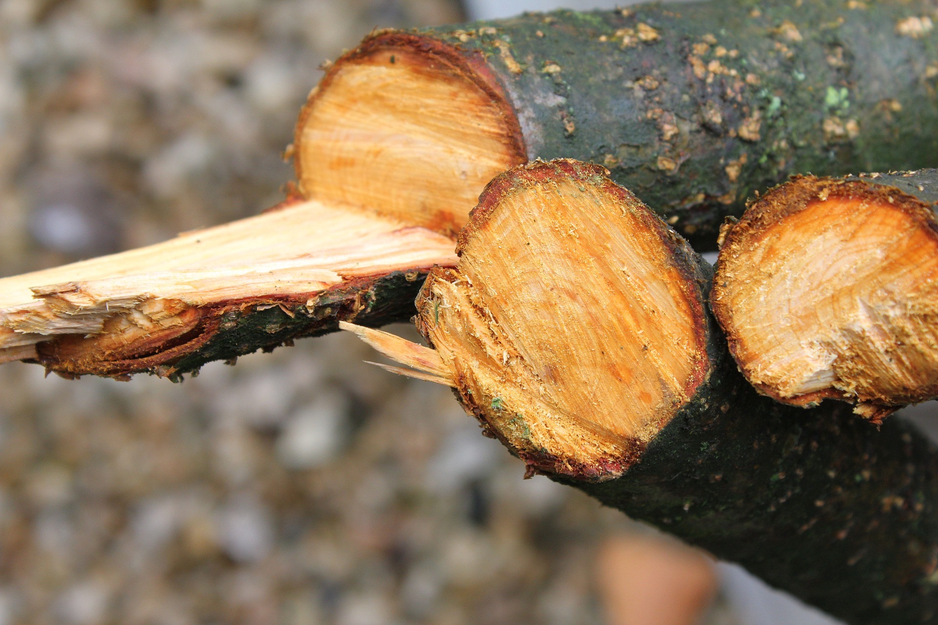Cales d'abattage d'arbre efficaces et durables avec cale en